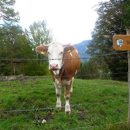 Zum Rassen