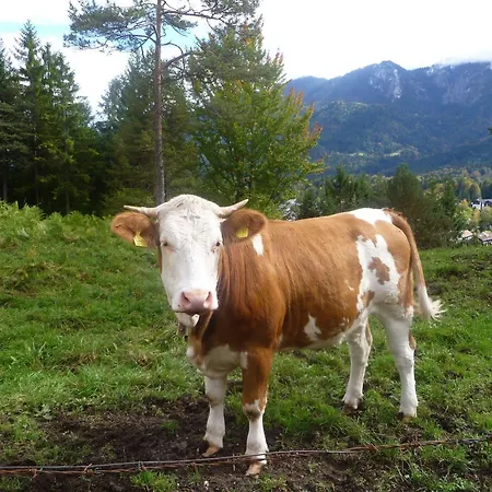 Zum Rassen Garmisch-Partenkirchen